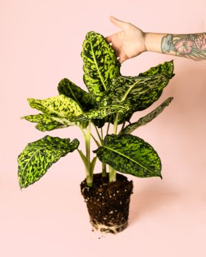 Dieffenbachia Reflactor