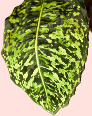 Dieffenbachia Reflactor hoja