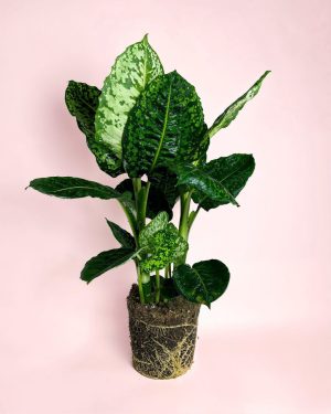 Dieffenbachia-reflector