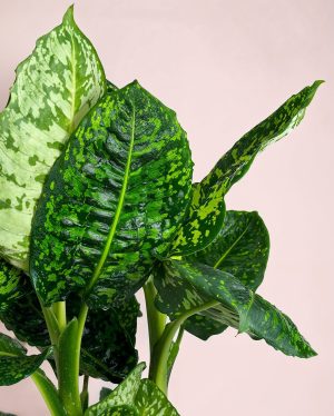 hoja-dieffenbachia-reflector