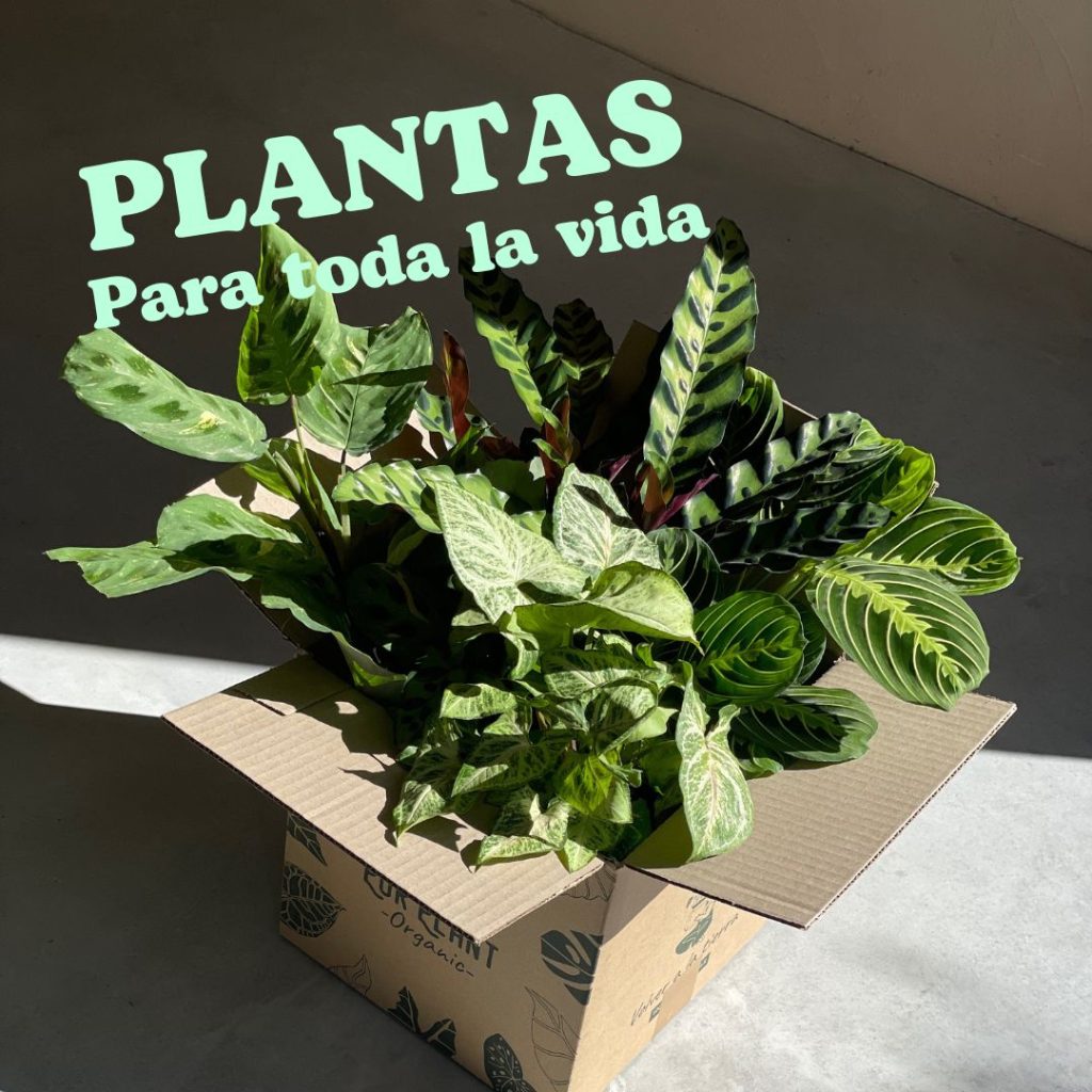 caja-purplant-plantas-vida