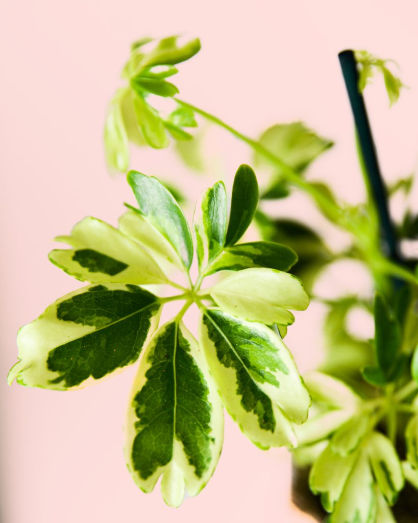 Schefflera-Variegada-HOJA