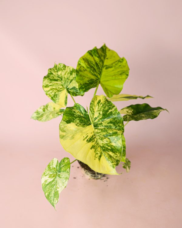 alocasia-gageana-variegata