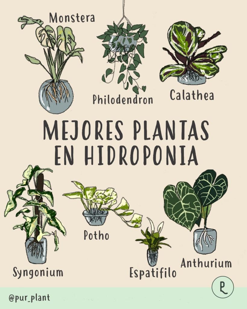 mejores-plantas-hidroponia
