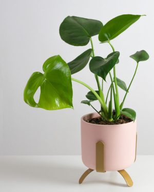 monstera deliciosa mini contexto