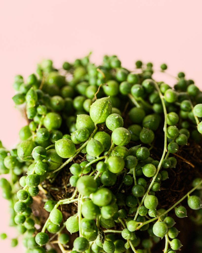 senecio-rowleyanus-m-detalle