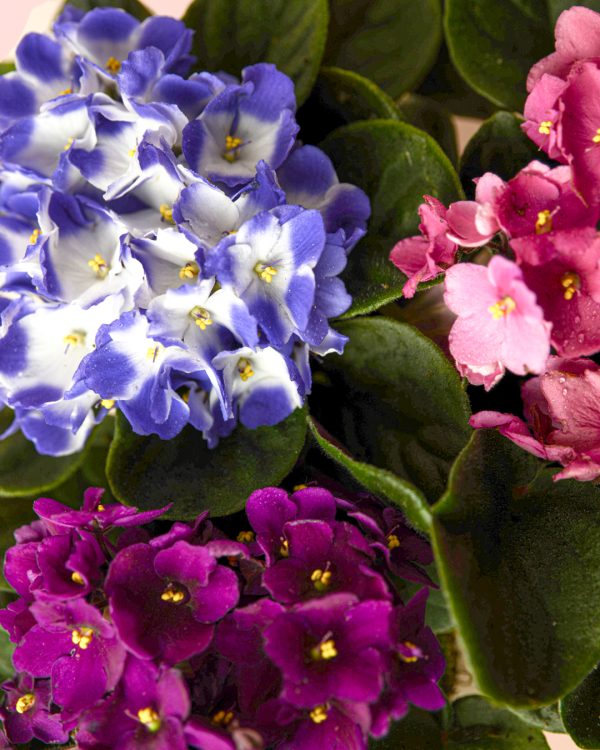 violeta-africana-tricolor-flores