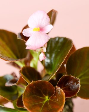 Begonia-Volumia Pin-k Semperflorens-mini-flor