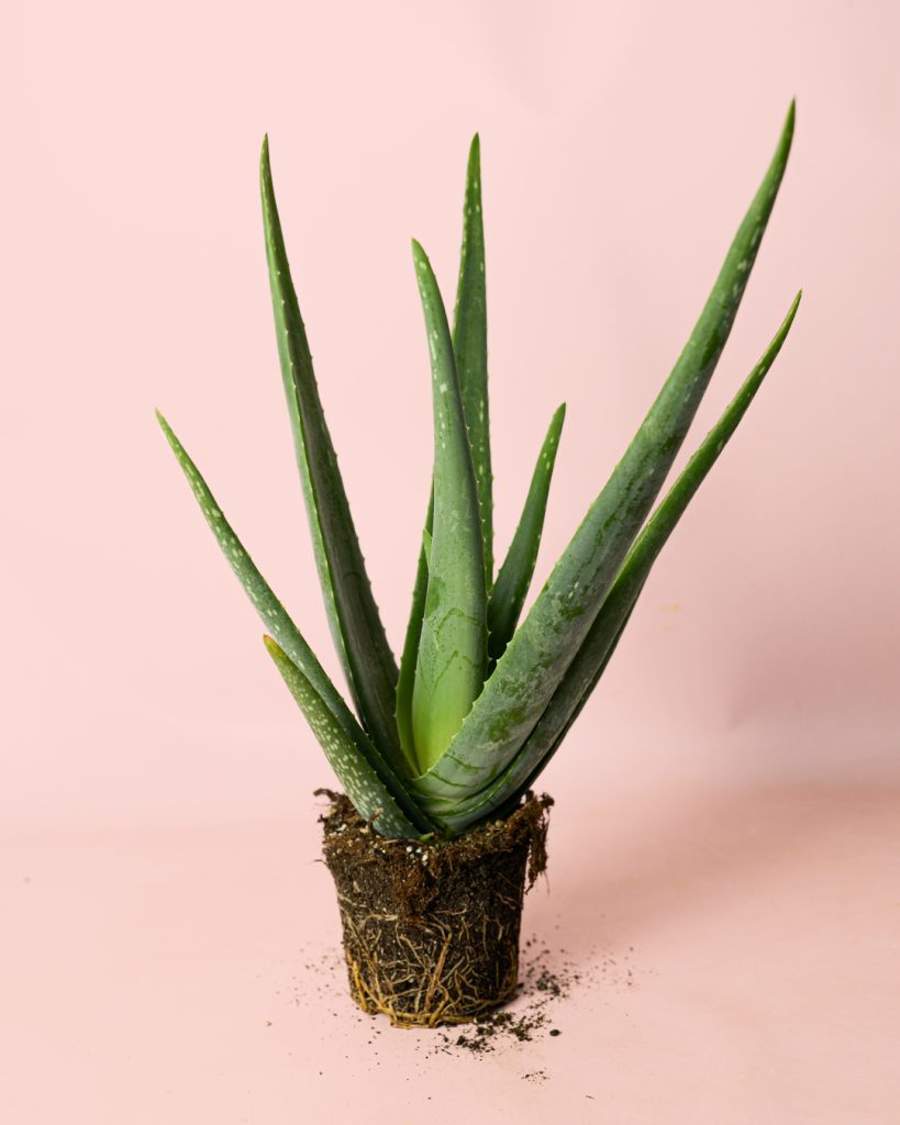 aloe-vera