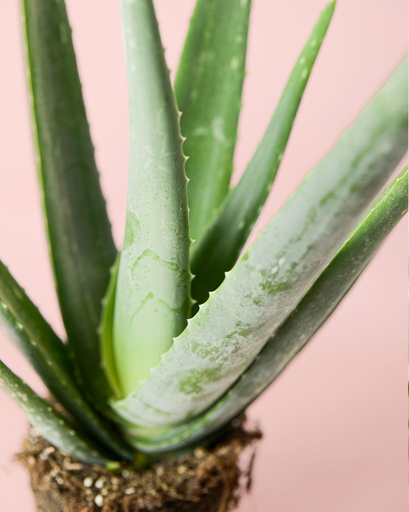 aloe-vera-hoja