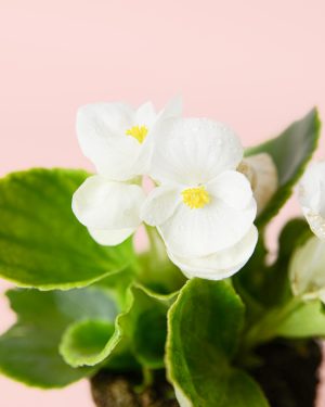 begonia-white-flor
