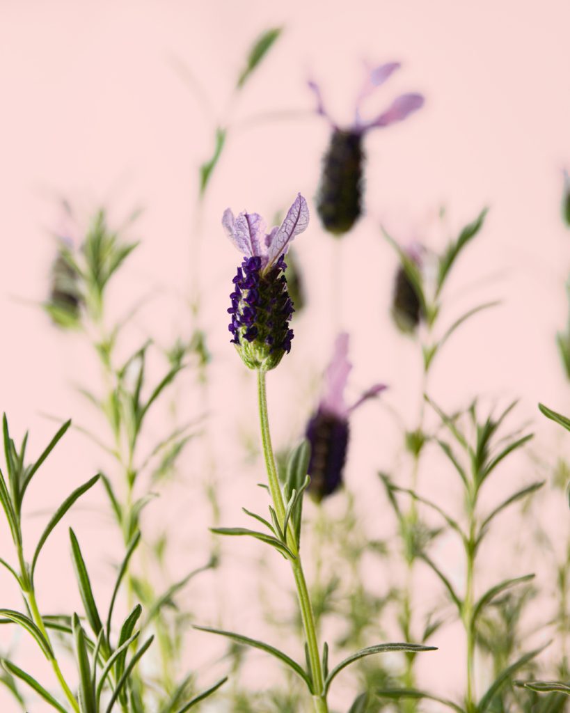 lavanda-morada