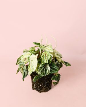 peperomia-buenos-aires-m