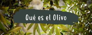 que es un olivo
