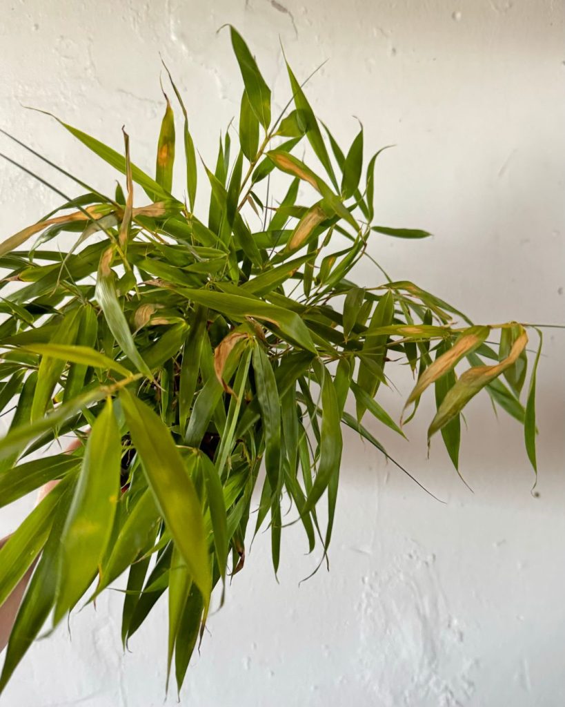 bambu-hojasamarillas