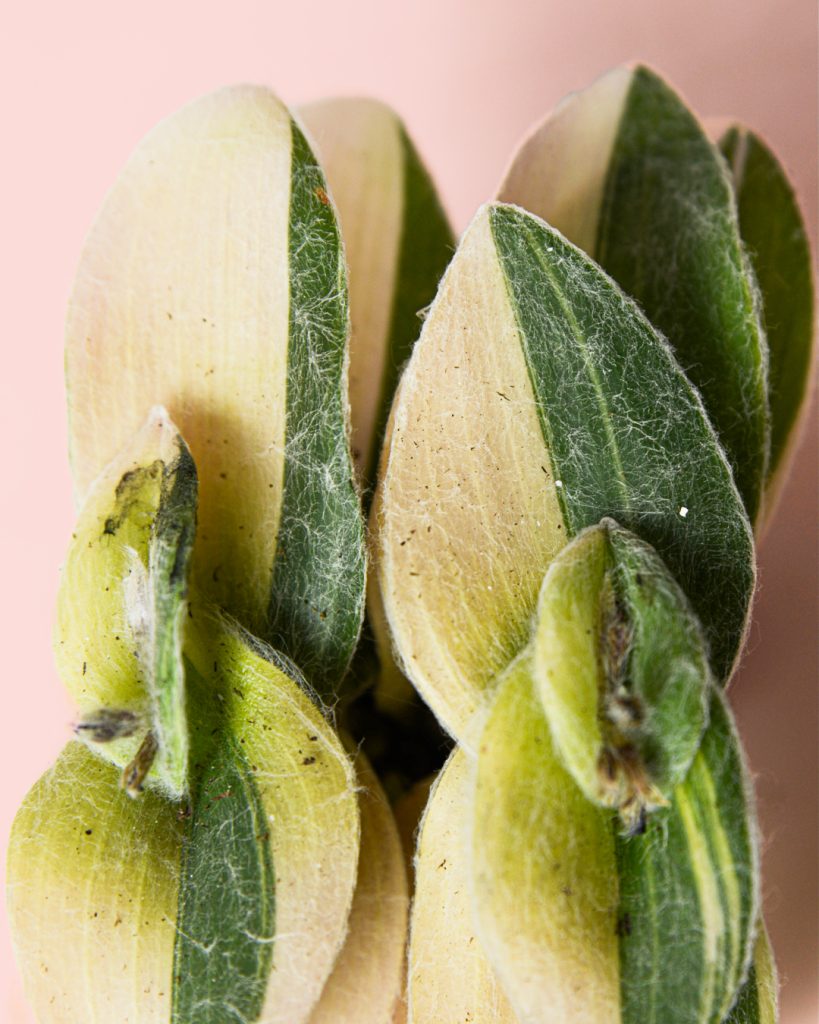 tradescantia-variegacion-hojas