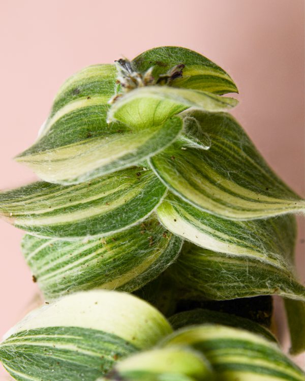 tradescantia-variegada-hojas