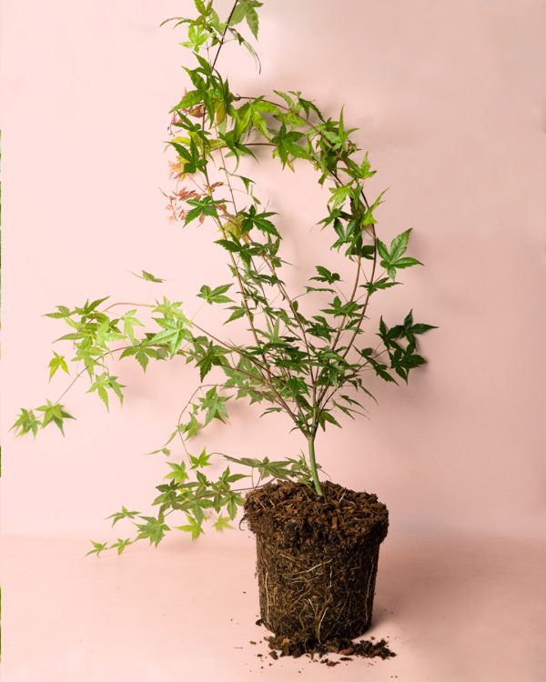 arcepalmatum beni maiko