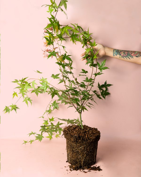 arcepalmatum beni maiko planta