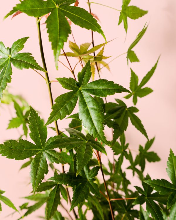 arcepalmatum beni maiko hoja