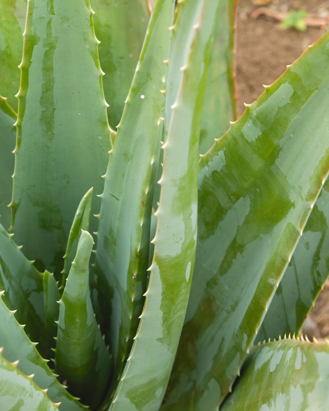 Cómo Y Cuándo Plantar Aloe Vera Pur Plant 5040