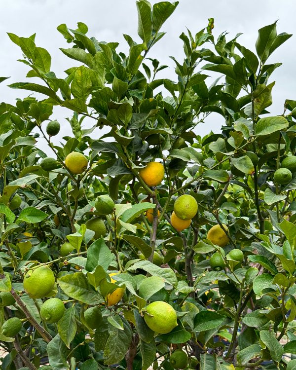 arbol-limonero-hojas