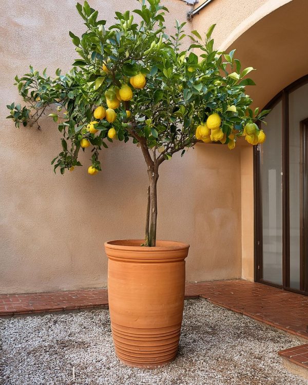 arbol-limonero-maceta