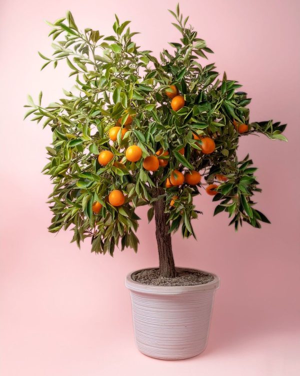 arbol-naranjo-citrus-sinesis