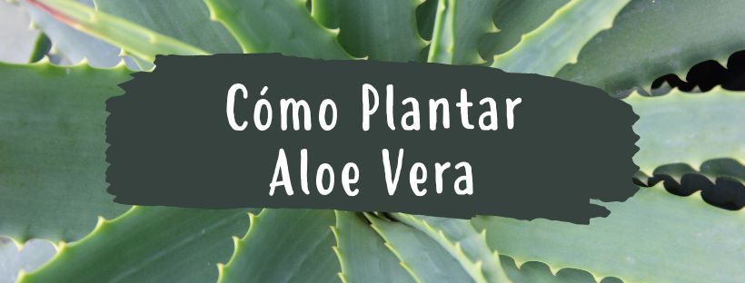 como plantar aloe vera