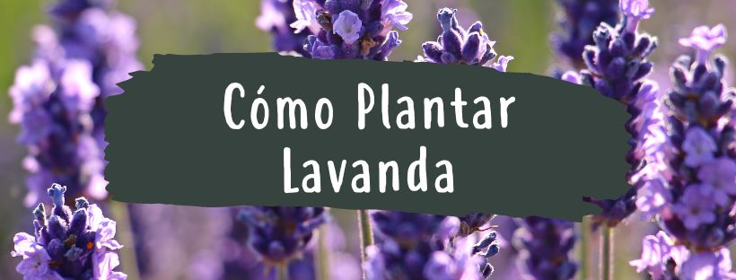 como plantar lavanda