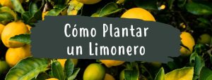 como plantar limonero