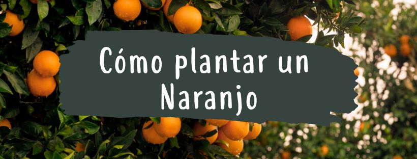 como plantar naranjo