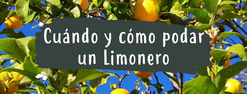 como y cuando podar limonero