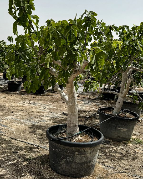 ficus-carica-higuera-cultivo