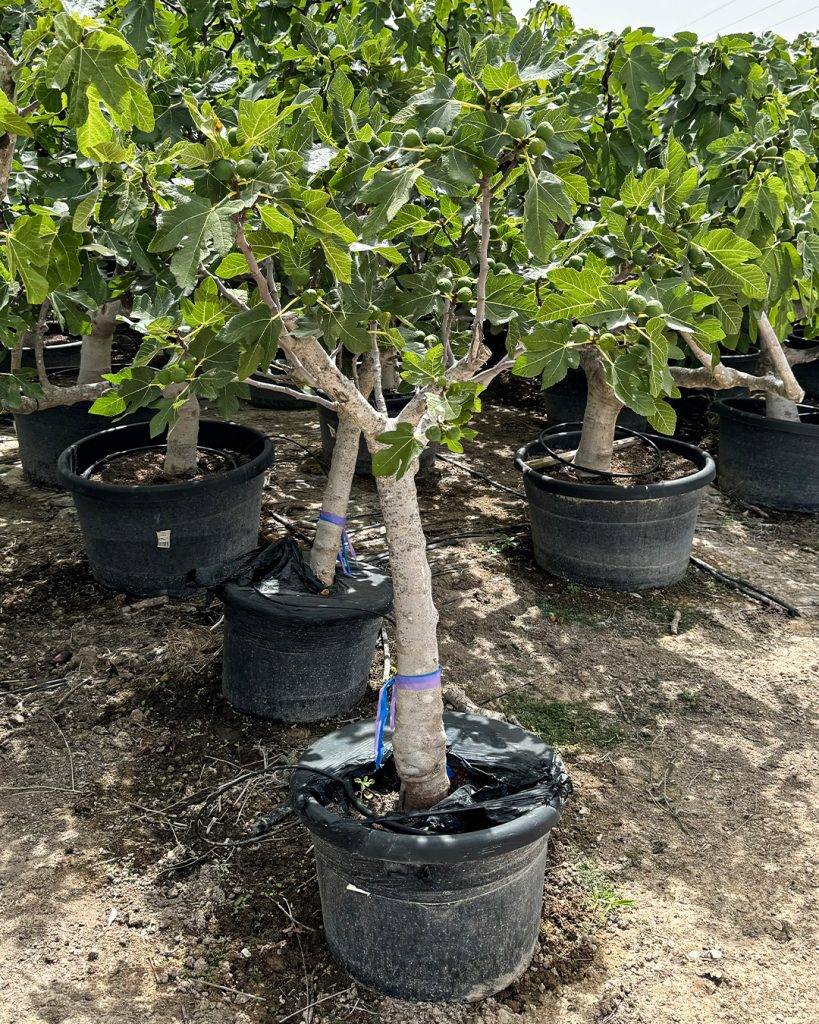 Higuera Ficus Carica | Árboles Naturales Exterior | Pur Plant