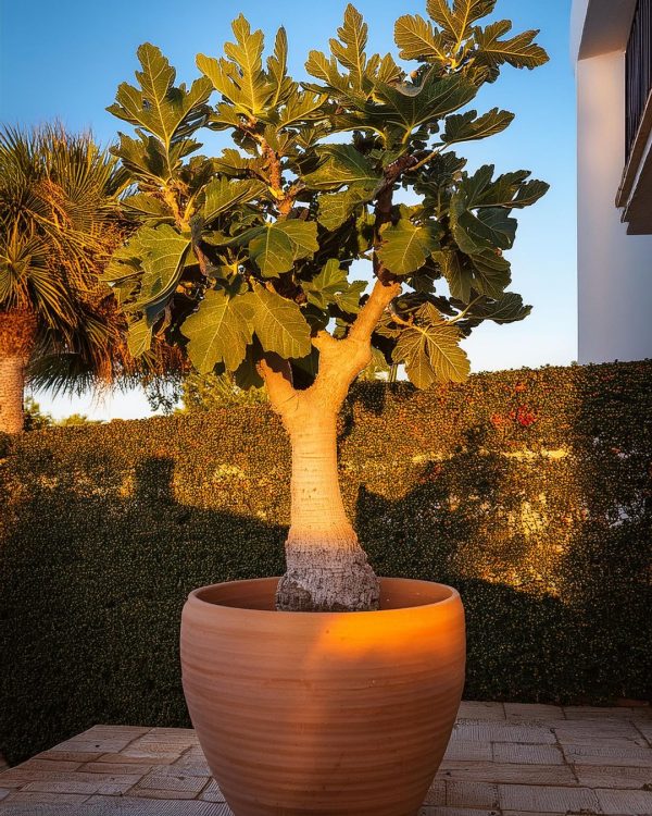 ficus-carica-higuera-terraza