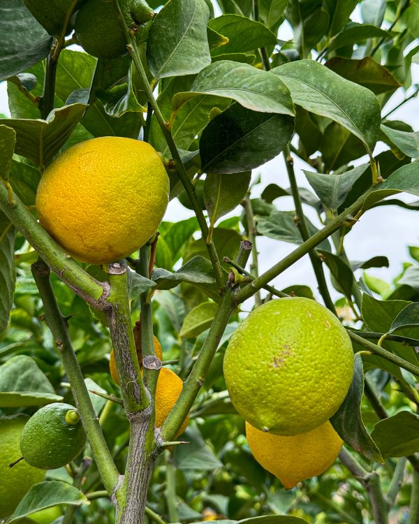 limones-arbol-limonero