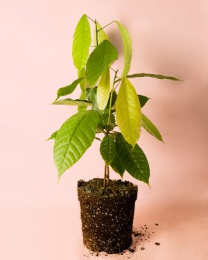 planta-cacao
