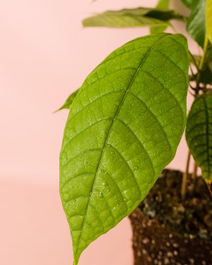 planta-cacao-detalle