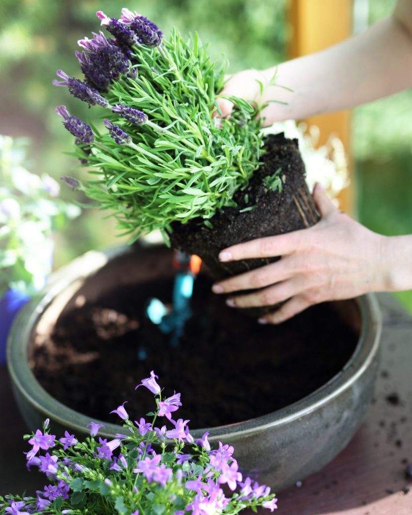 plantar-lavanda-maceta