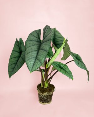 Alocasia Platinum