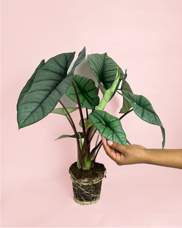 platinum-planta-alocasia