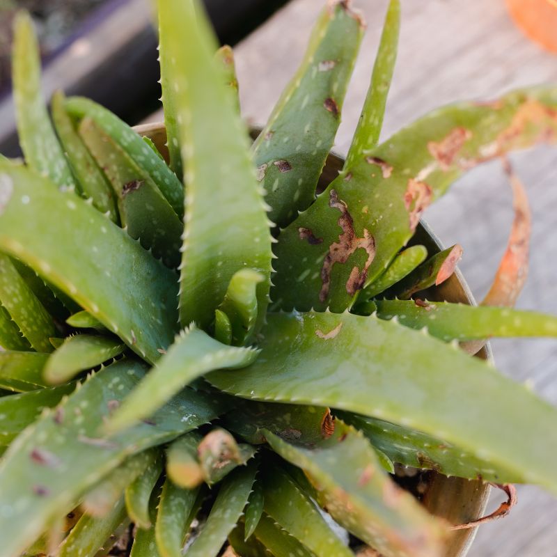 problemas-aloe-vera