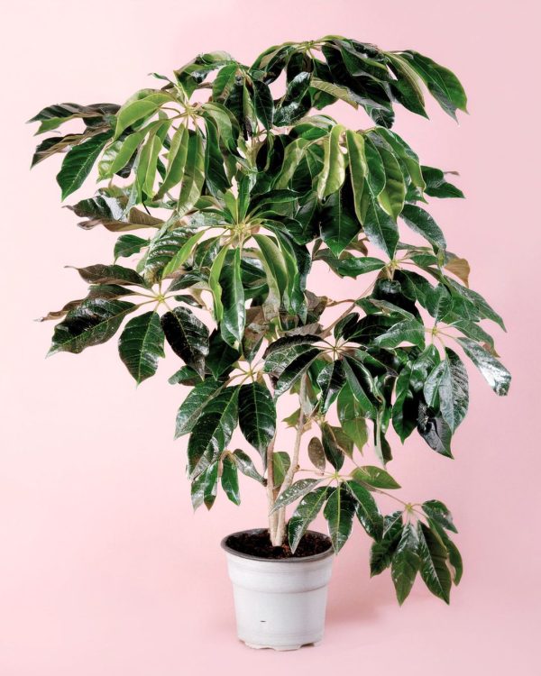 Árbol Schefflera Actinophylla