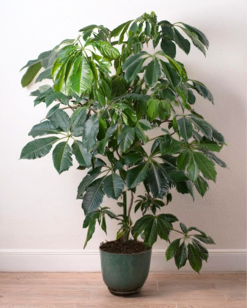 Schefflera Actinophylla en maceta