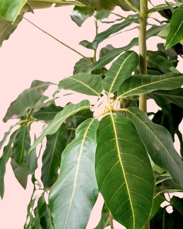 Schefflera Actinophylla hoja