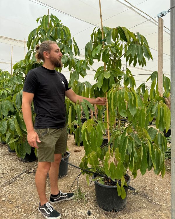 Schefflera Actinophylla referencia