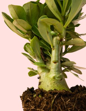 Adenium Obesum M hoja