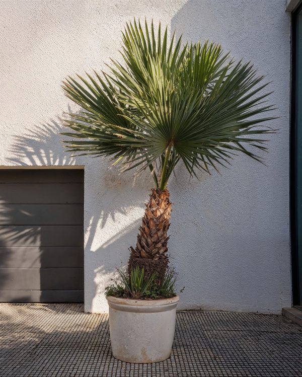 Palmera Washingtonia Robusta