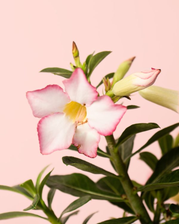 adenium-obesum-flor